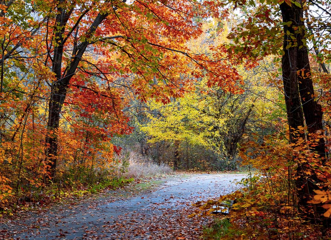 Shelby Twp, MI - Maybury State Park With Colorful Maple Trees in Novi, Michigan